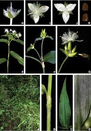 Check spelling or type a new query. Wandering Throughout South America Taxonomic Revision Of Tradescantia Subg Austrotradescantia D R Hunt M Pell Commelinaceae