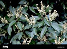 Image result for Pieris japonský debutante obrázek