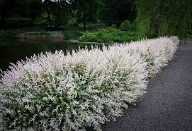Tri Color Dappled Willow For Sale Online The Tree Center