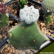 The foot is upright and green and the graft is yellow with tiny hairs. Grafting On Opuntia Compressa How To Carry Out Your Own Grafts