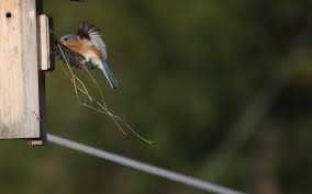 Leslie Abram Photography