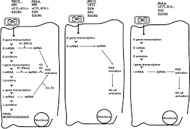 Rpp pkr model 221 kelas 4 dan 5 semester 2 seputar model. Model Of Pkr Induced Nf B Activation Triggered By Vaccinia Virus Download Scientific Diagram