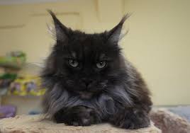 Black cat names we don't have any history, definition or meaning data for the cat name smoke yet! Maine Coon Cat Names 180 Best Names For Maine Coons Petpress