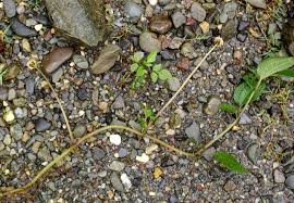 Image result for Lecanthus peduncularis