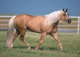 What Is The Most Popular Horse Breed For Reining Shining Spark Palamino Stallion Horses Reining Horses Aqha Horses