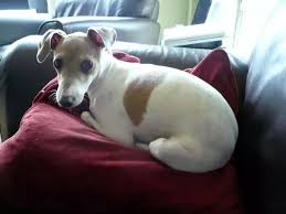 Italian greyhound breed characteristics sheet. Dog Breeds What S The Difference Between An Italian Greyhound And A Regular Greyhound Quora
