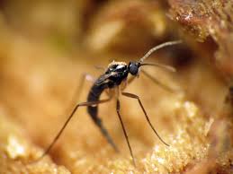 If you let the soil stay. How To Get Rid Of Gnats Lawnstarter