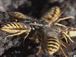 They build oval shaped paper nests that can be found in trees. Non Detection Of Honeybee Hive Contamination Following Vespula Wasp Baiting With Protein Containing Fipronil
