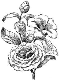 Camellia Clipart Etc Drawings Flower Drawing Engraving Illustration
