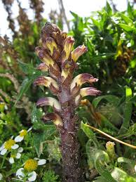 Image result for Orobanche