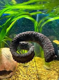 Will Fish Get Bored In Fish Tank? - Quora