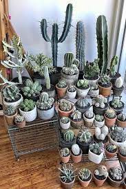 Pin On Plants