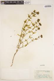 Image result for Agathisanthemum