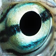 Check spelling or type a new query. Close Up Photos Of Animal Eyes