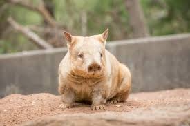 Rare Golden Southern Hairy Nosed Wombat Cleland Wildlife Park Southern Australia Greg Snell Wildlife Caretaker Aust Funny Animals Cute Animals Animals