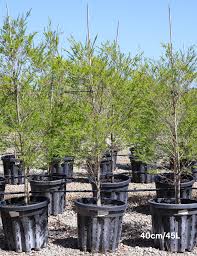 Image result for Melaleuca bracteata