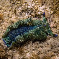 Image result for Kotschya stolonifera