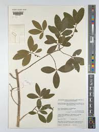 Image result for Nectaropetalum