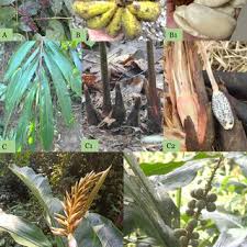 Image result for Lepisanthes senegalensis