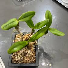 Image result for Bulbophyllum scaberulum