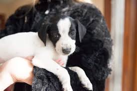 Black And White Pointer Pitbull Mix Mina Adoptable Dog Puppy Female German Shorthaired Pointer Jack Russell Terrier Mix German Shorthaired Pointer Dog Adoption Pointer Puppies