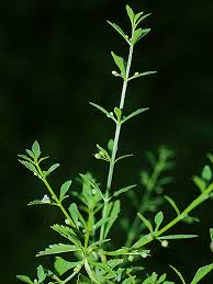 Image result for Scoparia