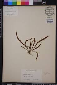 Image result for Grammitis cryptophlebia