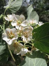 Image result for Dombeya torrida