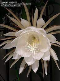 Growing a dutchman's pipe requires a trellis or vertical structure to support the twining stems and this property leads to another of the vine's names, birthwort. 26 Night Blooming Flowers Ideas Night Blooming Flowers Flowers Bloom