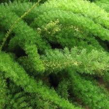 Find many great new & used options and get the best deals for foxtail fern * asparagus densiflorus meyersii houseplant bedding containers seed at the best online prices at ebay! Asparagus Densiflorus Myersii Syn Asparagus Aethiopicus Myersii Asparagus Meyersii Asparagus Myersii Asparagus Meyeri Foxtail Fern Myersii In Gardentags Plant Encyclopedia