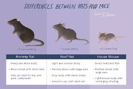 Rats only need a small amount of space through which to squeeze themselves into your home, so repair any holes that are over a 1/4 inch wide. Are Rats Harder To Get Rid Of Than Mice Quora
