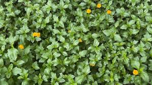 Image result for Sphagneticola trilobata