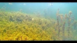 Hydrilla is a plant that infests lakes and other bodies of water, growing rapidly and overtaking the waterway if left unchecked. A Hydrilla Solution Youtube