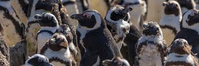 The african penguin (spheniscus demersus) lives on the southern coast of africa. African Penguin San Diego Zoo Kids