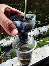 More images for jahe merah hidroponik » Kebun Mania Bertanam Tak Harus Di Tanah Budidaya Jahe Secara Hidroponik Untuk Memaksimalkan Pertumbuhan Dan Kualitas Panen