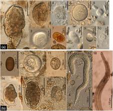 Image result for Aneilema nyasense