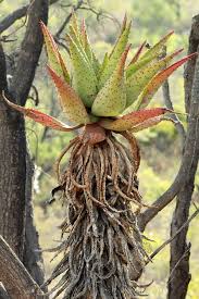 Image result for Aloe spicata