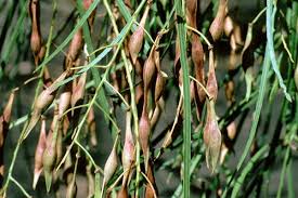 Image result for Parkinsonia aculeata