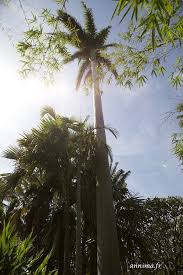 Une Balade Dans Le Jardin D Eden Palm Paysage Reunion Jardin Deden Jardins