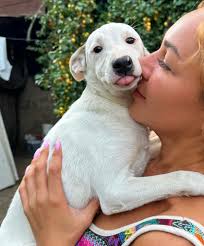 Cute Puppy Dog 🐶 plush Doll 🧸♥️ Order Now 🔜 📦 Call/WhatsApp : ☎️  0779367795 Islandwide Delivery Within 2