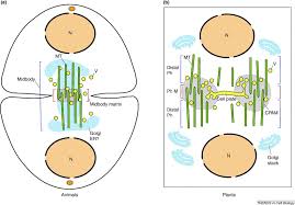We offer a wide range of high quality human and animal cell and media systems. Midbodies And Phragmoplasts Analogous Structures Involved In Cytokinesis Sciencedirect