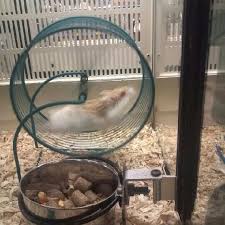Maybe you would like to learn more about one of these? Petsmart Pet Store