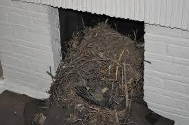 Chimneys can become a nesting spot for birds, raccoons, squirrels and other animals. How To Remove Birds Nest From Chimney
