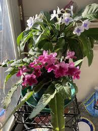 Image result for Streptocarpus