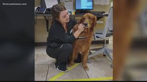 We did not find results for: Vets Still Caring For Pets Amid Covid 19 Pandemic Firstcoastnews Com