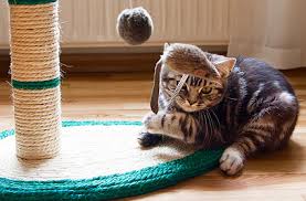 Consider building or purchasing a catio or similar enclosure to allow your cat to get a taste of the outside without the risks. 5 Secrets To Keeping Your Indoor Cat Happy