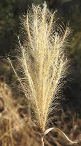 Image result for Tetrapogon