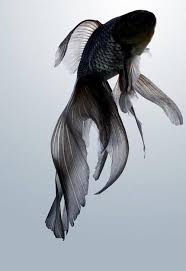 Pin By Tarkan Kurt On Warlock Black Goldfish Beautiful Fish Goldfish