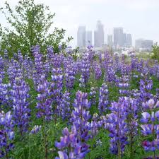 Image result for Lupinus mexicanus