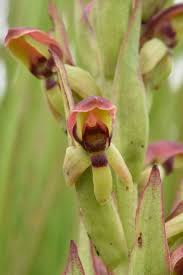 Image result for Disa brevicornis